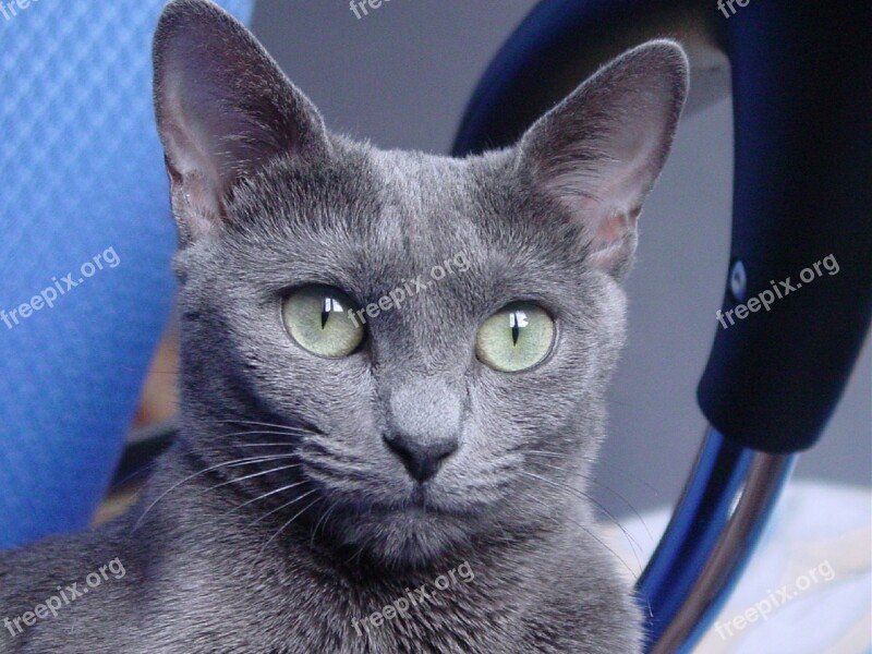 Russian Blue Cat Feline Cat Portrait Pet