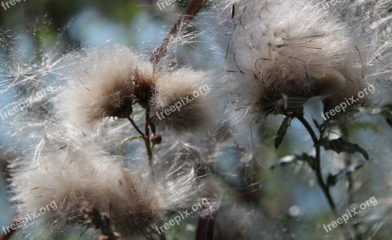 Cottongrass Seeds Nature Plant Free Photos