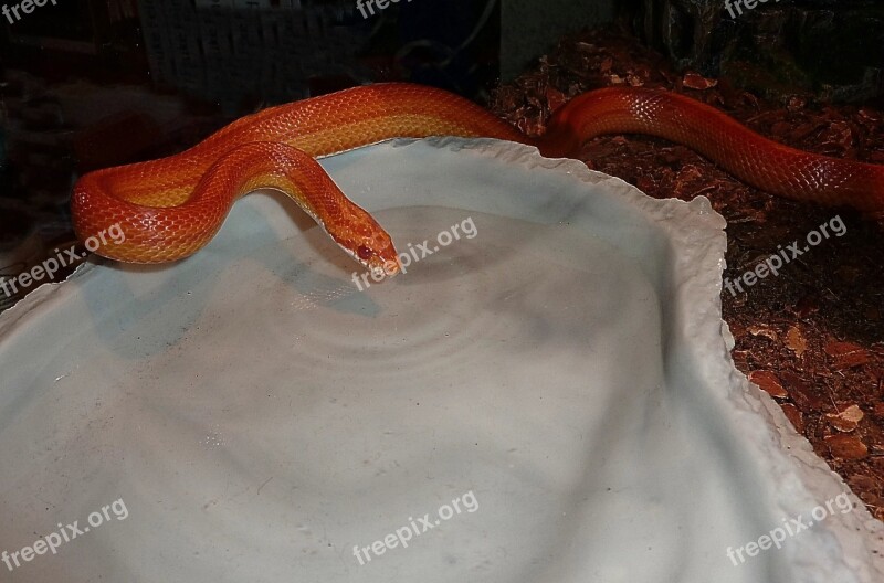 Corn Snake Snake Terraristik Non Toxic Scale