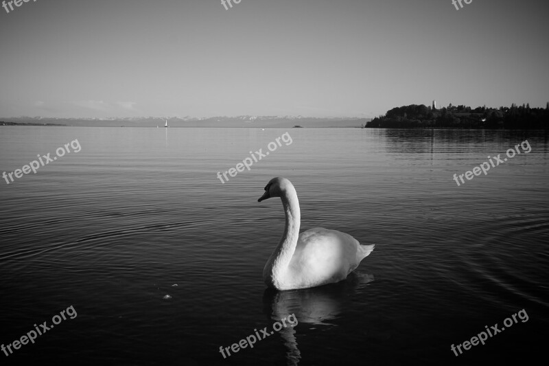 Lake Constance Swan Bird Animal Lake