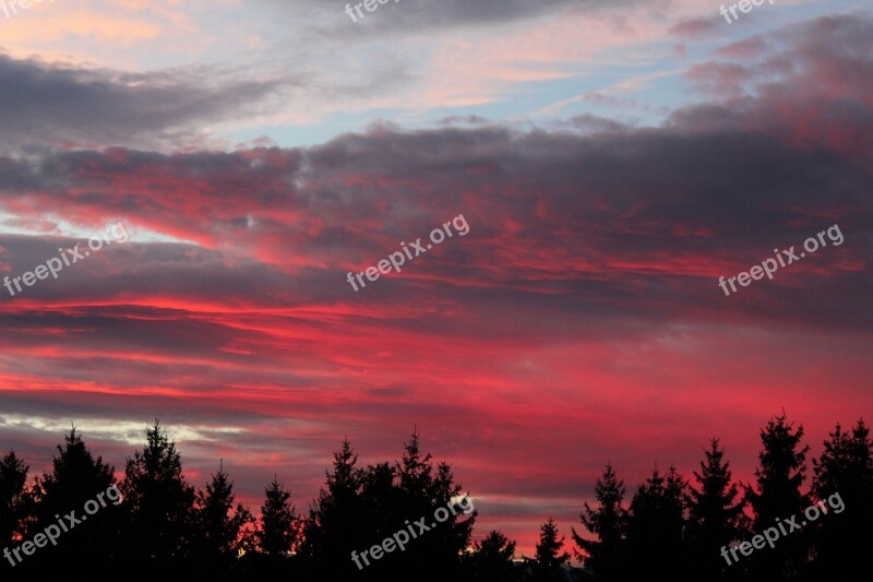 Forest Silhouettes Sunset Afterglow Evening Sky