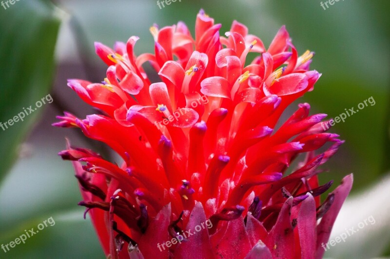 Coussapoa Villosa Flower Inflorescence Red Orange