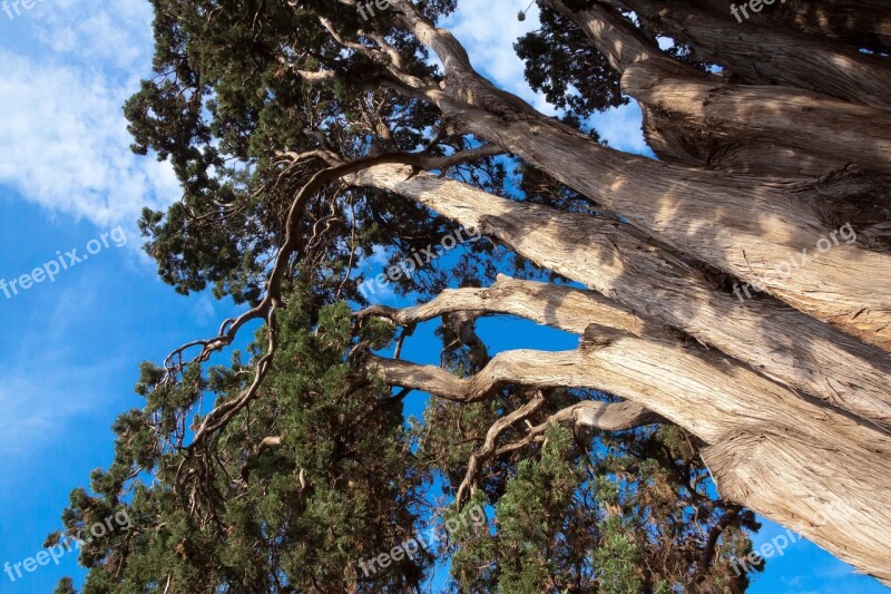 Cupressus Benthami Cypress Tribe Branches Sky