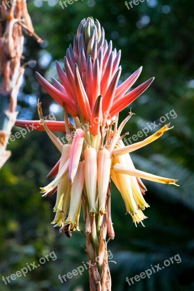 Aloe Pretoriensis Blossom Bloom Inflorescence Yellow