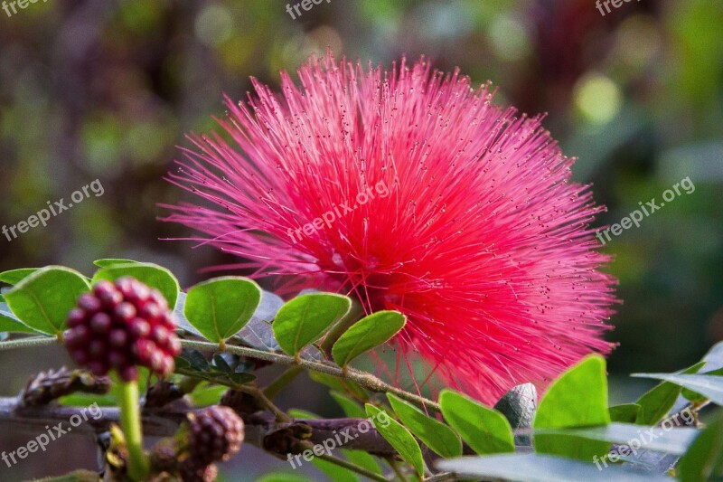 Calliandra Haematocephala Blossom Bloom Leaves Fruits