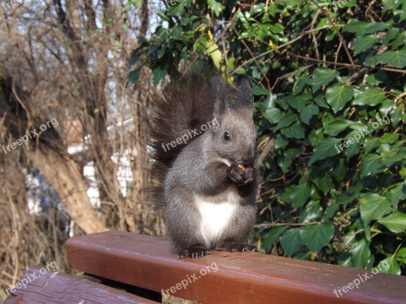 Squirrel Park Nature Forest Tail