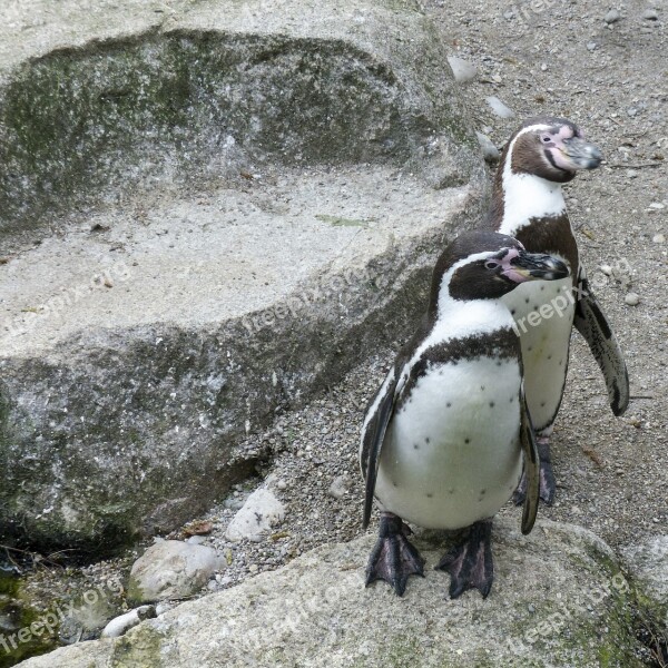 Humboldt Penguins Penguins Animals Cute Wildlife