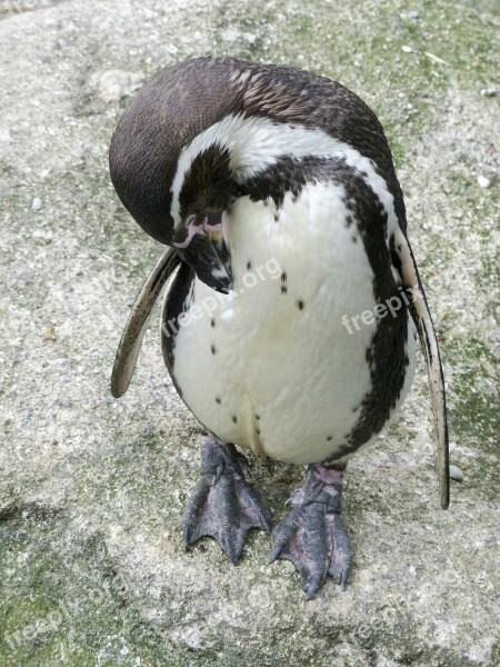 Humboldt Penguin Penguin Animal Cute Wildlife