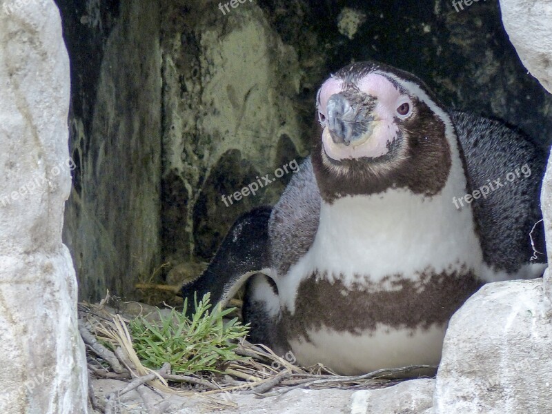 Humboldt Penguin Breeding Penguin Animal Cute