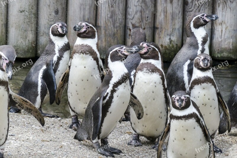 Humboldt Penguins Penguins Animals Cute Wildlife