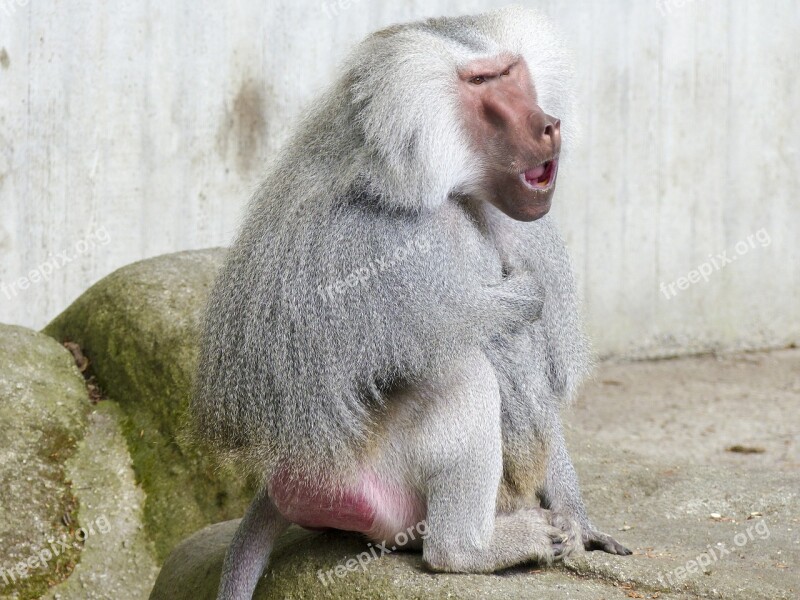 Hamadryas Baboon Monkey Baboon Ape Papio Hamadryas