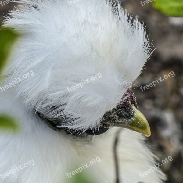 Chicken Downs Fluffy White Beautiful