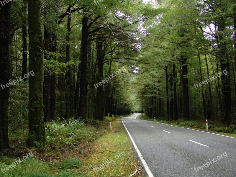 Road Forest Highway Street Nature