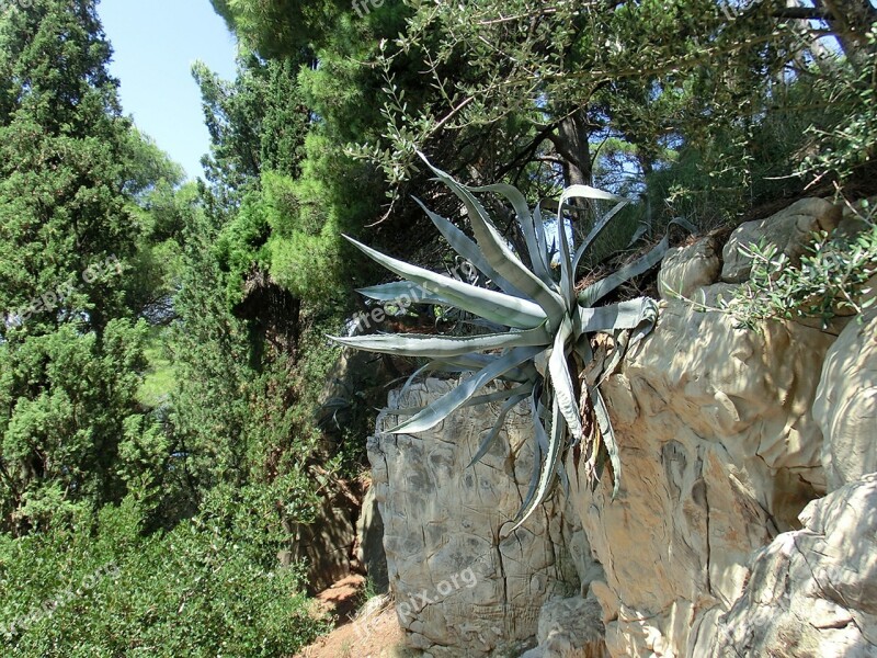 Agave Succulent Plant Croatia Stone