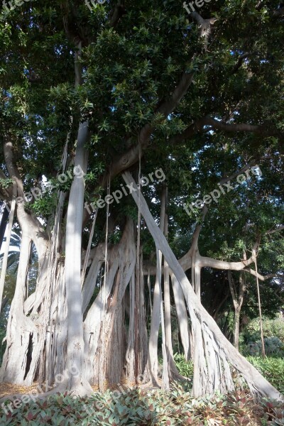 Ficus Macrophylla Plant Huge Leaves Green