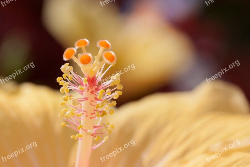 Hibiscus Chinese Rose Eibisch Chinese Rose Flowering Plant Mallow