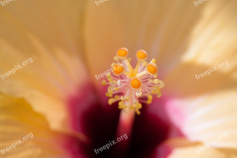 Hibiscus Chinese Rose Eibisch Chinese Rose Flowering Plant Mallow