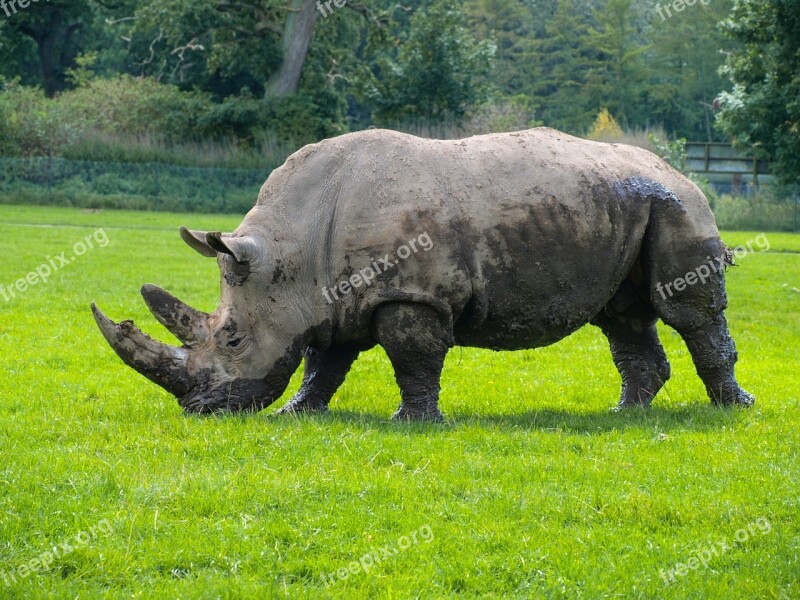 Rhino Animals Wildlife Park Rhinoceros Wild Animal