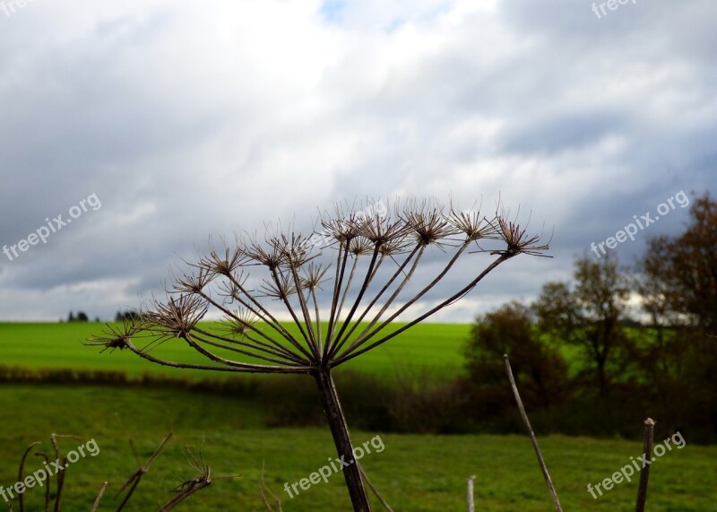 Hogweed Plant Screen Flower Flower Flowers