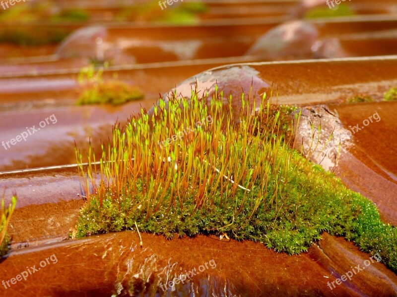 Moss Roof Tile Garden Nature Free Photos