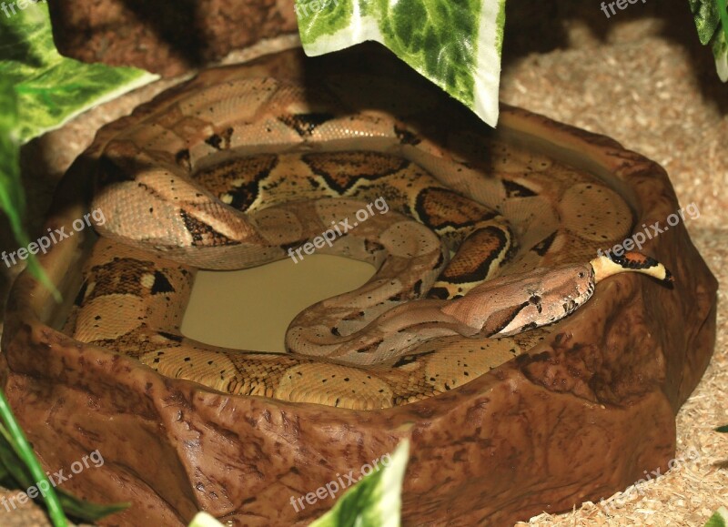 Emperor Snake Boa Red Tailed Boa Snake Boa Constrictor Imperator