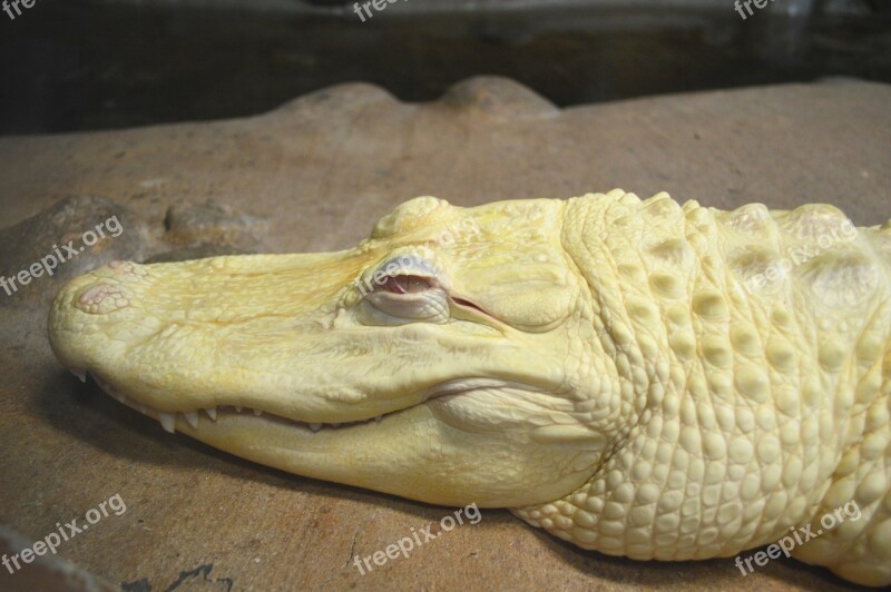 Alligator Albino Zoo White Reptile