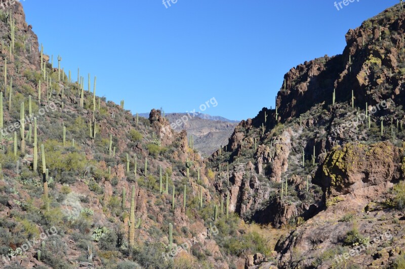 Arizona Cactus Desert Landscape Nature