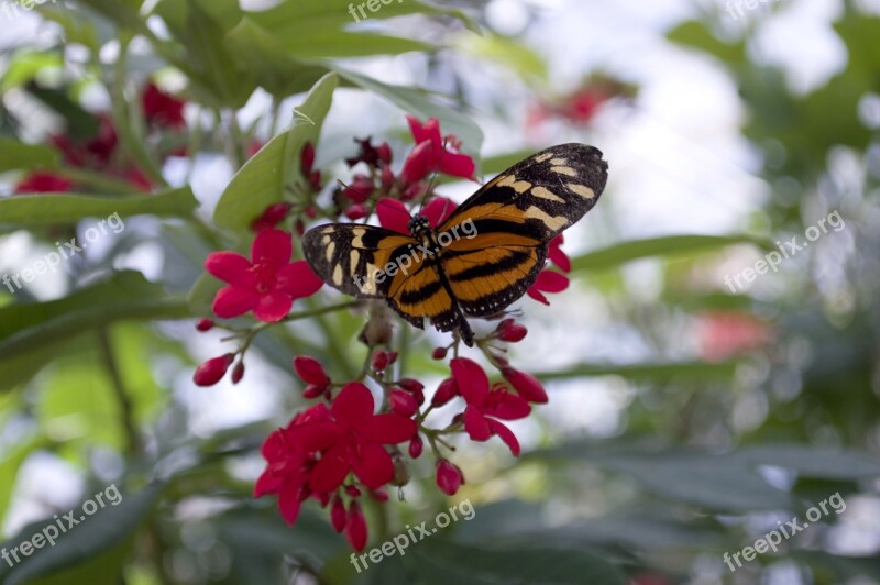 Isabella's Eueides Butterfly Orange Eueides Longwing