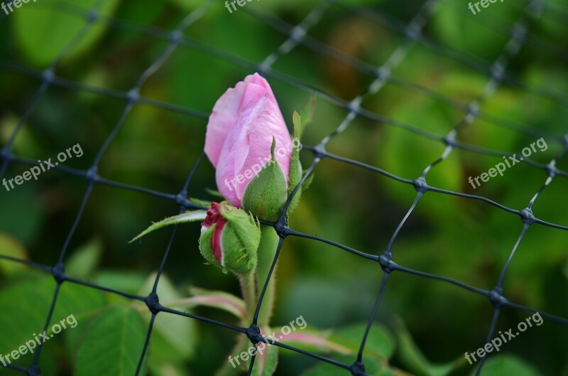 Rose Fence Pink Flower Nature