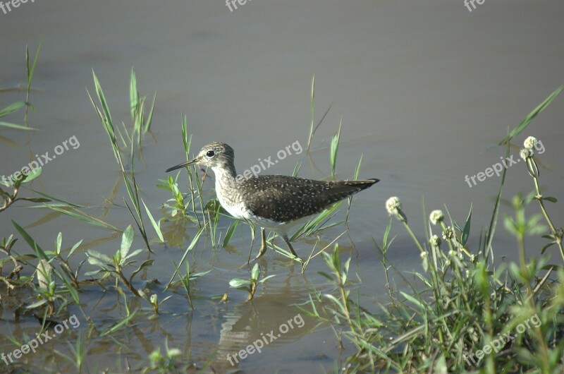 Solitary Sandpiper Bird Llanos Venezuela Animal