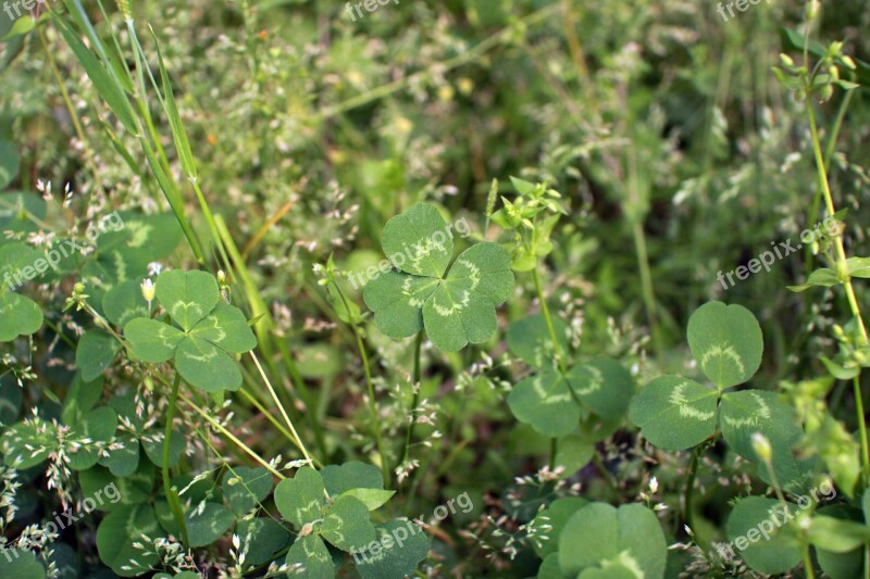 Good Luck Clover Shamrock Pool Green