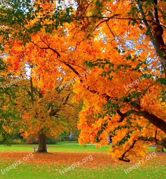 Autumn Nature Leaf Orange Plant