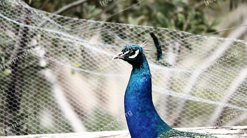 Peacock Bird Animal Feather Pattern