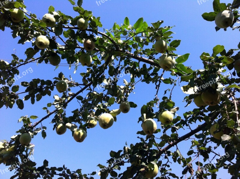 Pears Pear Tree Tree Green Fruit