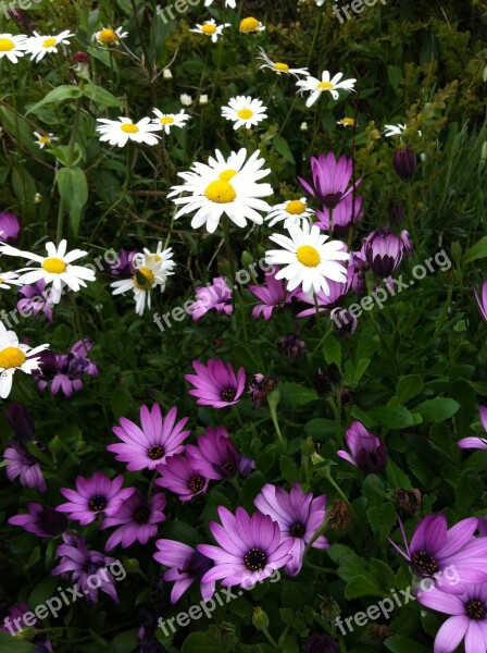 Daisies Purple Flowers Lilac Flowers Spring Field