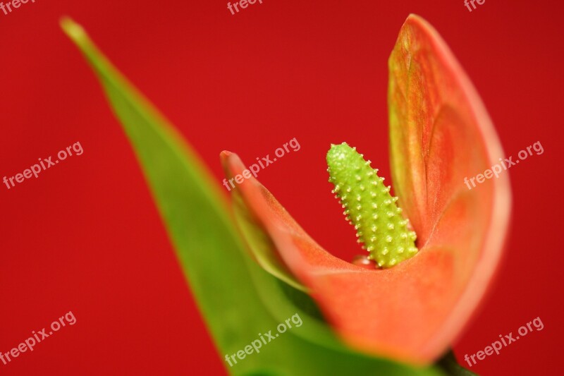 Flower Petal Nature Petals Beauty