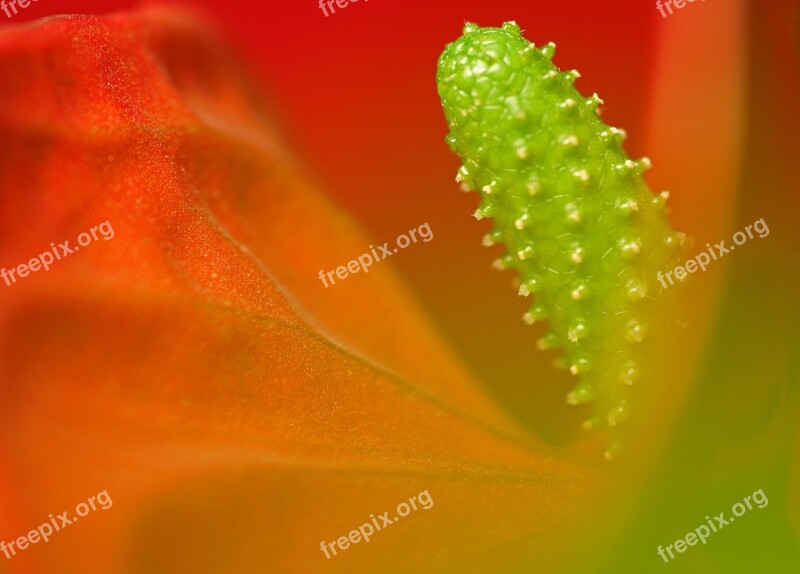 Flower Red Green Yellow Nature