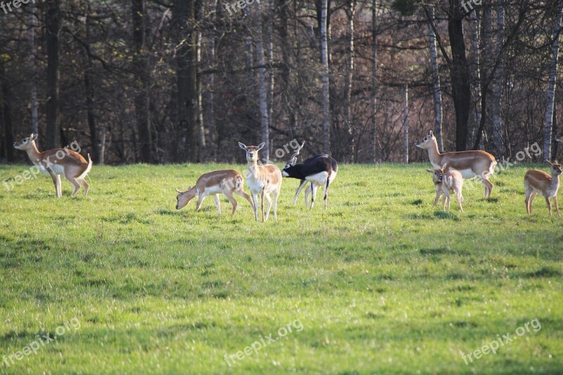 Kudus Wild Animals Animals Africa Small Kudu