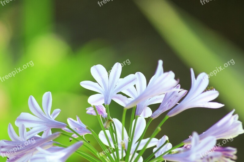 Flower Corsican Nature Island Of Beauty Landscape