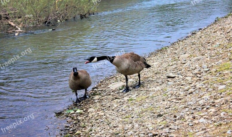 Geese River Nature Water Bird