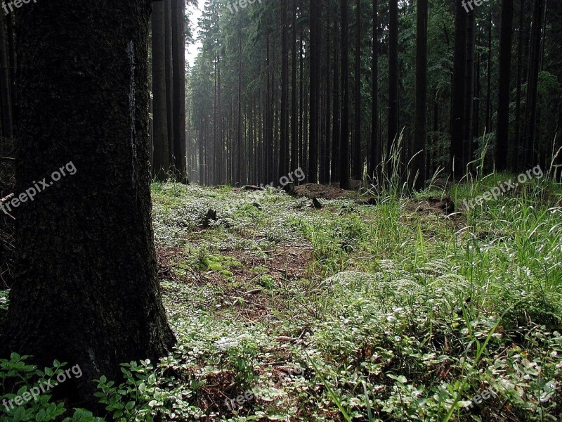 Forest Woods Landscape Scene Rural