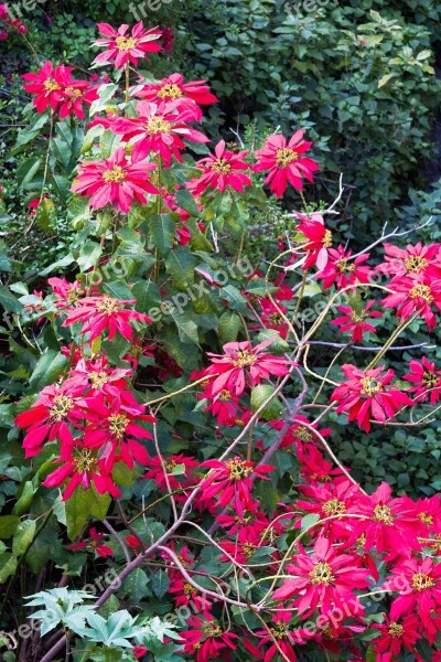 Poinsettia Euphorbia Pulcherrima Adventsstern Christmas Star