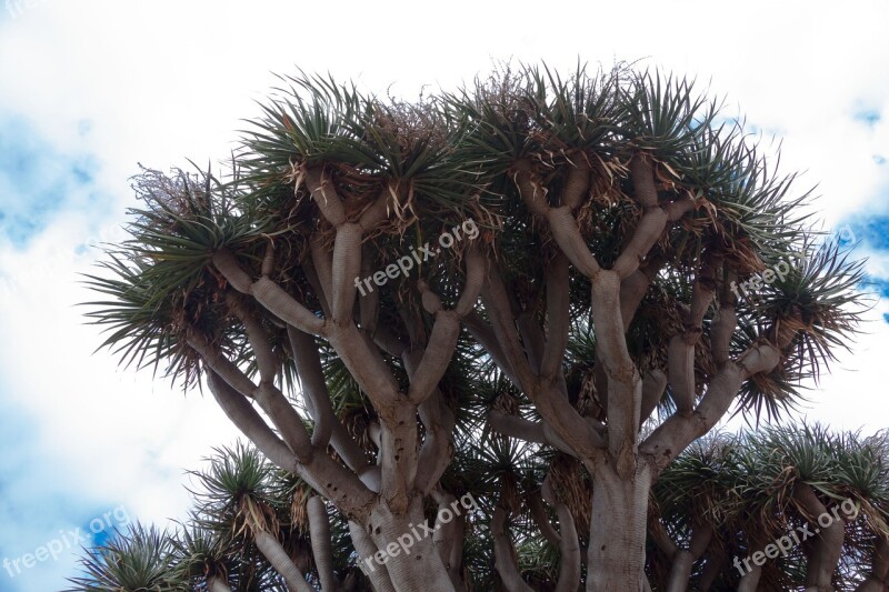 Canary Island Dragon Tree Dracaena Draco True Leaves Schopf Endangered Species