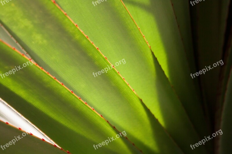 Canary Island Dragon Tree Dracaena Draco Section True Leaves Schopf