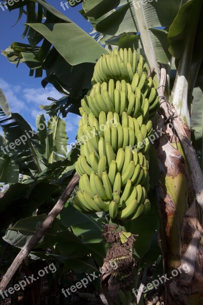 Bananas Musa Genus Musaceae Infructescence