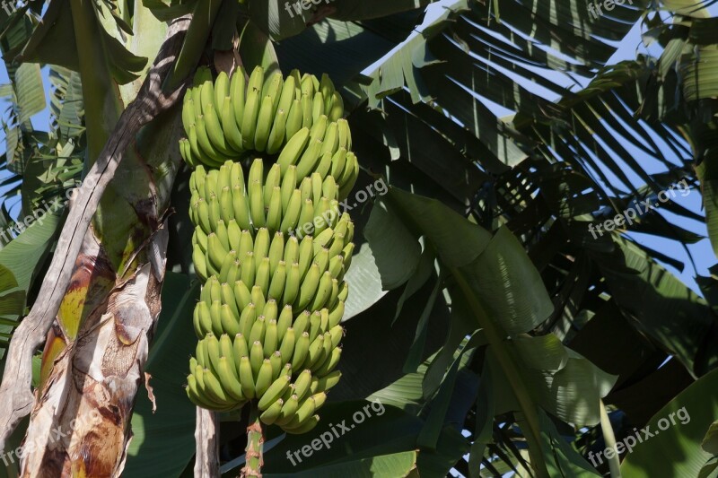 Bananas Musa Genus Banana Plants Musaceae