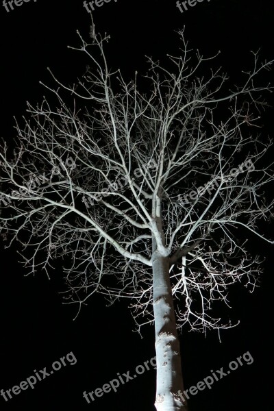 Tree Night Dark Aesthetic Darkness