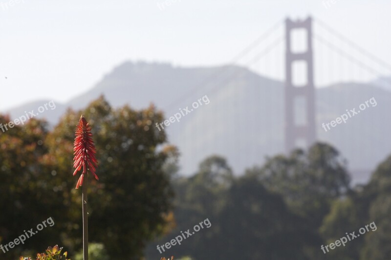 Flower Bridge Nature Red Bridge Fog