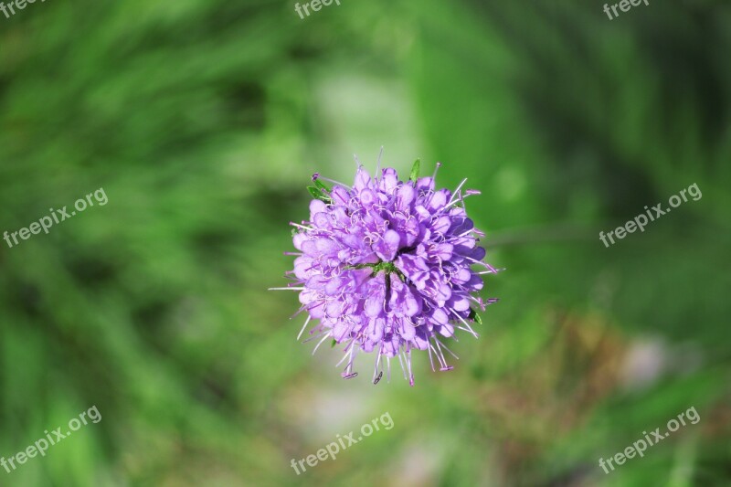 Mountain Flower Alps Green Nature Summer