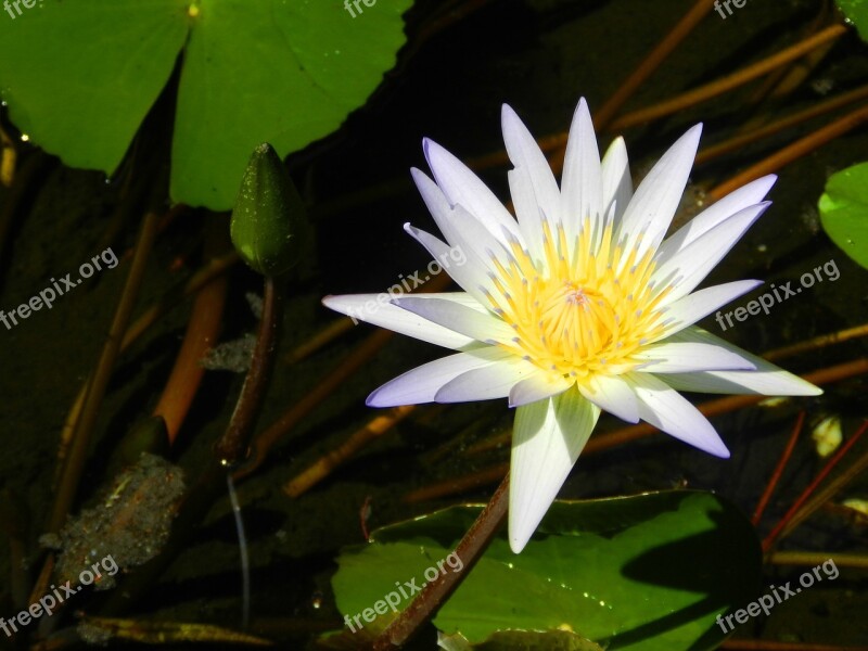 Water Lily White Nature Pond Blossom